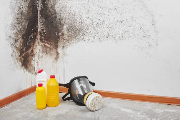 Best Same-Day Mold Removal  in Tri City, OR
