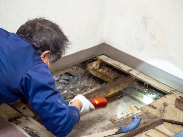 Best Local Mold Removal Service  in Tri City, OR