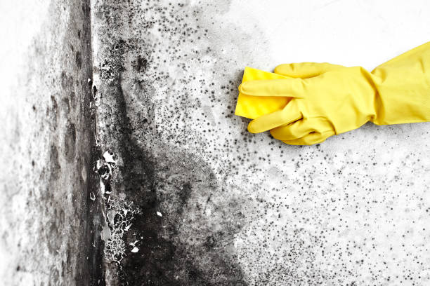 Best Mold Testing  in Tri City, OR