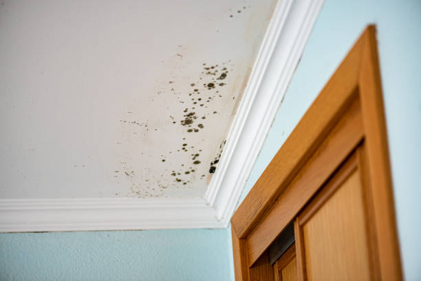 Best Crawl Space Mold Removal  in Tri City, OR