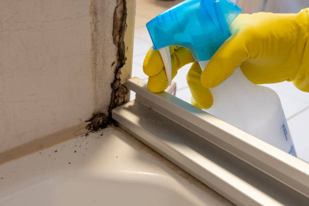 Professional Mold Removal in Tri City, OR