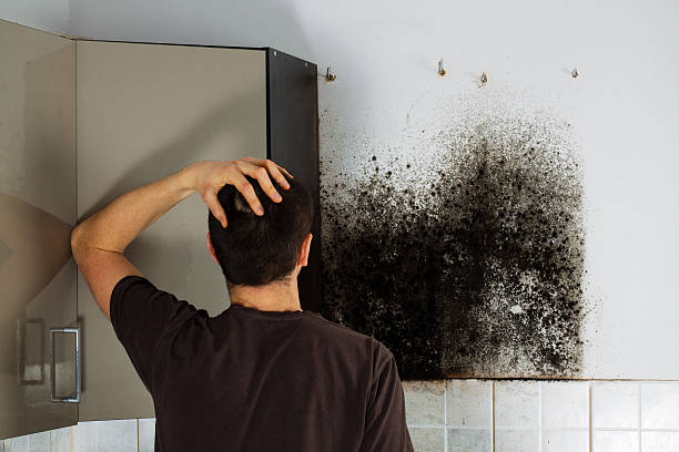 Mold Testing and Removal in Tri City, OR